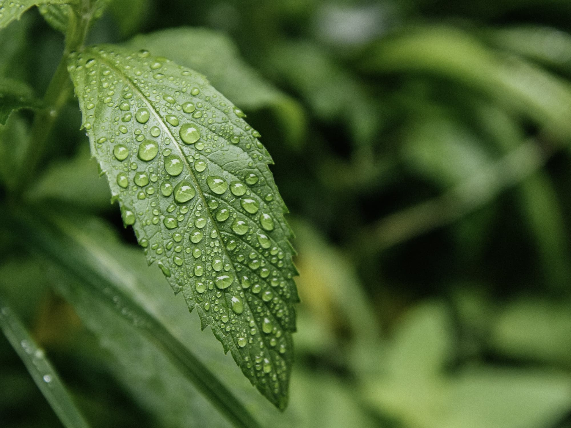 Sustainability partnerships